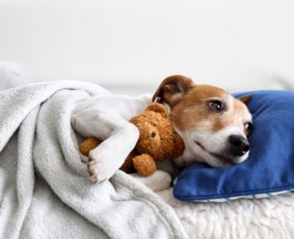 A dog having a great sleeping experience tucked under the blankets.